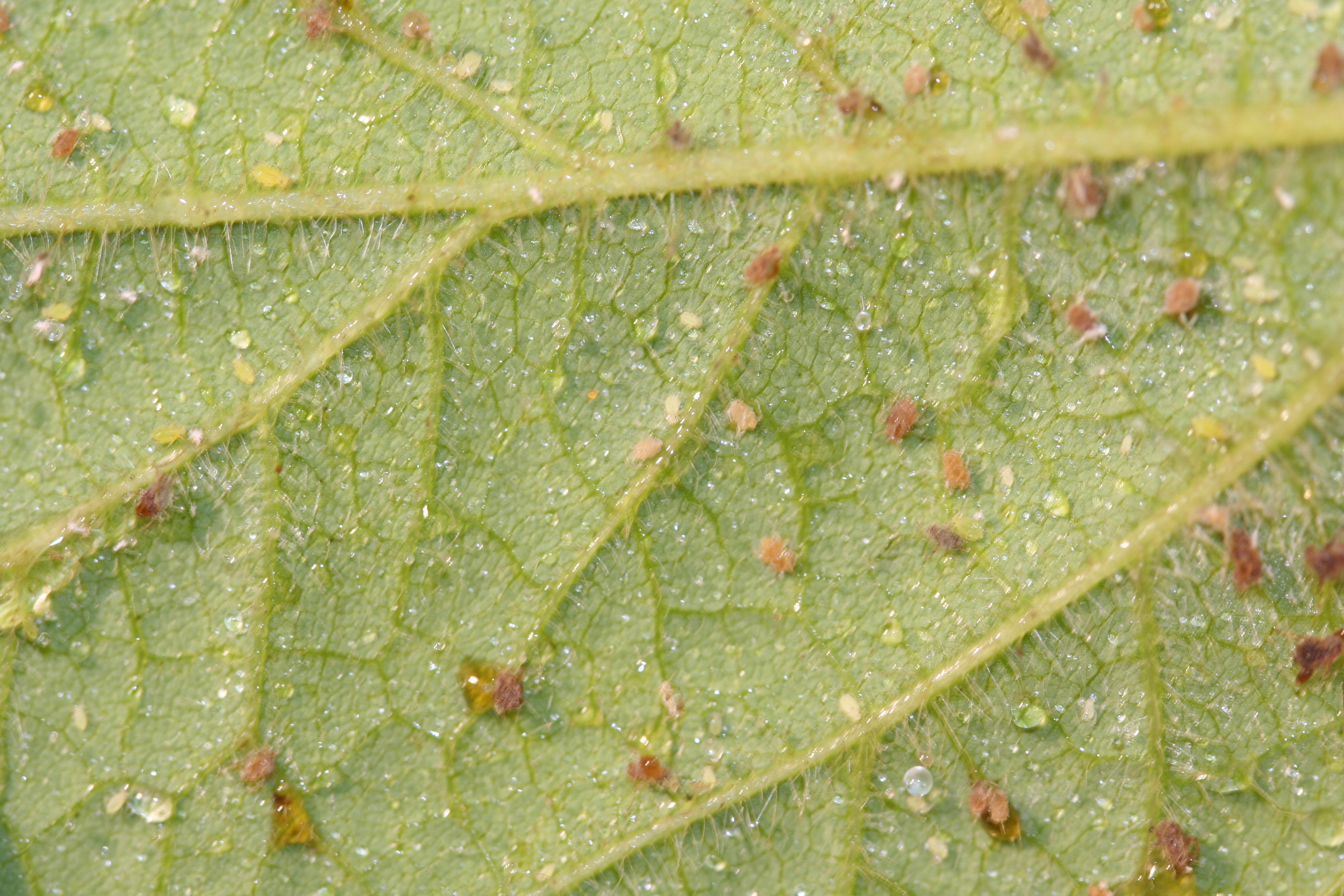 Leaf with fungus